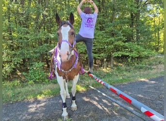 Pintos, Stute, 12 Jahre, 150 cm, Schecke