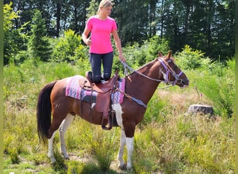 Pintos, Stute, 12 Jahre, 153 cm, Schecke