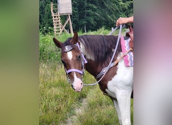 Pintos, Stute, 12 Jahre, 153 cm, Schecke