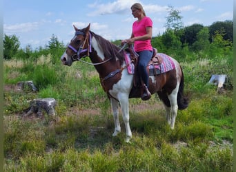 Pintos, Stute, 12 Jahre, 153 cm, Schecke