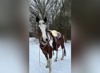 Pintos, Stute, 12 Jahre, 160 cm, Schecke