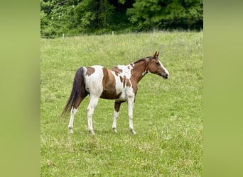 Pintos Mix, Stute, 12 Jahre, 163 cm, Schecke