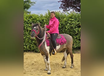 Pintos, Stute, 13 Jahre, 135 cm, Schecke