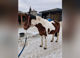 Pintos, Stute, 13 Jahre, 144 cm, Schecke