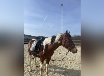 Pintos, Stute, 13 Jahre, 148 cm, Schecke