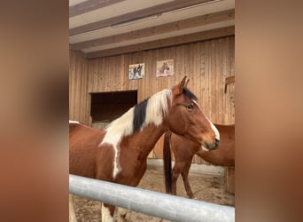 Pintos, Stute, 13 Jahre, 148 cm, Schecke