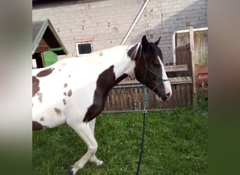 Pintos, Stute, 13 Jahre, 170 cm, Schecke