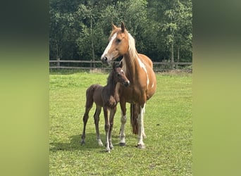 Pintos, Stute, 15 Jahre, 148 cm, Schecke