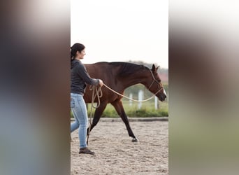 Pintos, Stute, 15 Jahre, 155 cm, Brauner