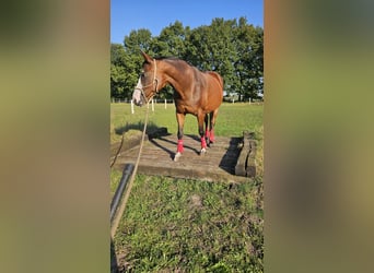 Pintos, Stute, 15 Jahre, 155 cm, Brauner