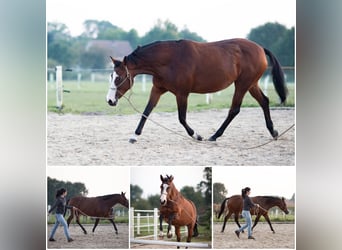 Pintos, Stute, 15 Jahre, 155 cm