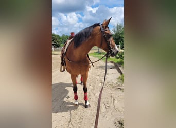 Pintos, Stute, 15 Jahre, 155 cm