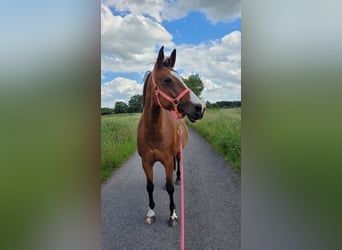 Pintos, Stute, 15 Jahre, 155 cm