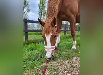 Pintos, Stute, 15 Jahre, 162 cm, Fuchs