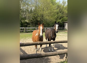 Pintos, Stute, 16 Jahre, 145 cm, Schecke