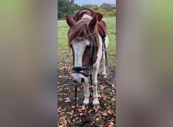 Pintos Mix, Stute, 16 Jahre, 150 cm, Schecke