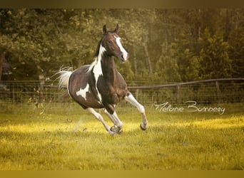 Pintos, Stute, 16 Jahre, 152 cm