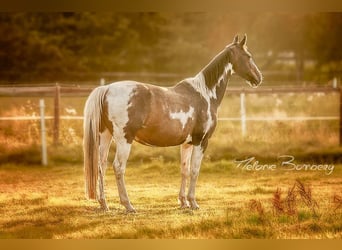 Pintos, Stute, 16 Jahre, 152 cm