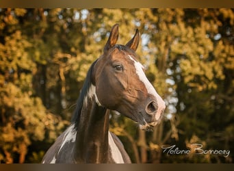 Pintos, Stute, 16 Jahre, 152 cm