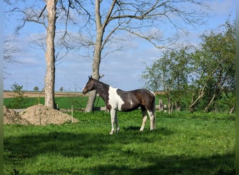 Pintos, Stute, 16 Jahre, 152 cm