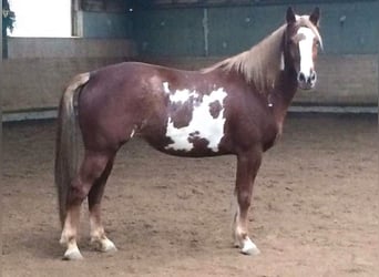 Pintos Mix, Stute, 16 Jahre, 154 cm, Overo-alle-Farben