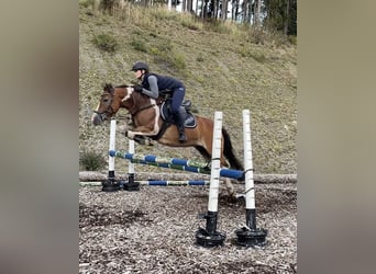 Pintos Mix, Stute, 17 Jahre, 140 cm, Schecke