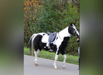 Pintos Mix, Stute, 18 Jahre, 145 cm, Schecke