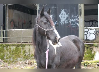 Pintos Mix, Stute, 18 Jahre, 150 cm, Schecke