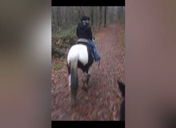 Pintos Mix, Stute, 19 Jahre, 160 cm, Tobiano-alle-Farben