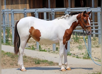 Pintos Mix, Stute, 1 Jahr, 132 cm, Schecke