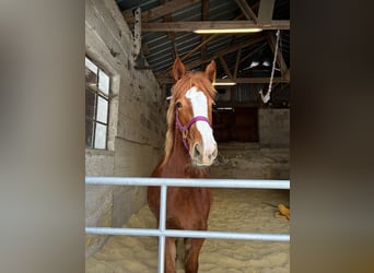 Pintos Mix, Stute, 1 Jahr, 135 cm, Fuchs