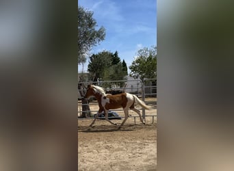 Pintos Mix, Stute, 1 Jahr, 140 cm, Tobiano-alle-Farben