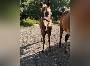 Pintos Mix, Stute, 1 Jahr, 152 cm, Fuchs