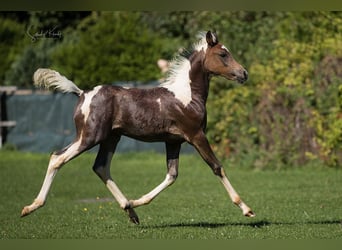 Pintos, Stute, 1 Jahr, 155 cm