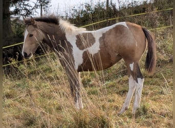 Pintos, Stute, 1 Jahr, 155 cm, Tobiano-alle-Farben