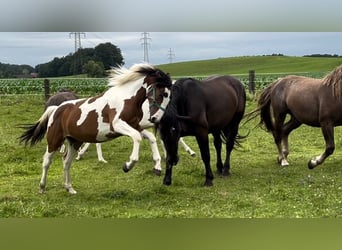 Pintos Mix, Stute, 1 Jahr, 160 cm, Schecke