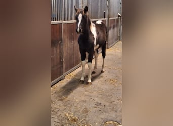 Pintos, Stute, 1 Jahr, Tobiano-alle-Farben