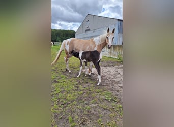 Pintos, Stute, 1 Jahr, Tobiano-alle-Farben