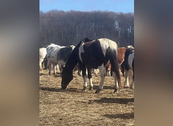 Pintos Mix, Stute, 20 Jahre, 160 cm, Schecke