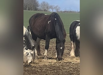 Pintos Mix, Stute, 20 Jahre, 160 cm, Schecke