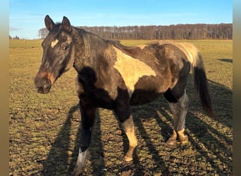 Pintos Mix, Stute, 20 Jahre, 160 cm, Schecke