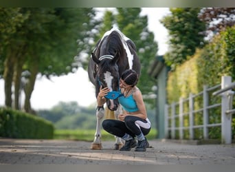 Pintos Mix, Stute, 21 Jahre, 135 cm, Schecke
