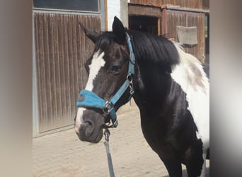 Pintos, Stute, 22 Jahre, 135 cm, Schecke