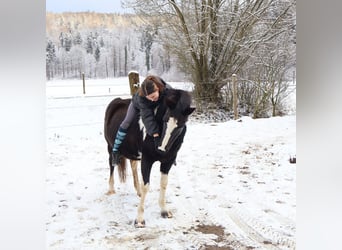 Pintos, Stute, 22 Jahre, 135 cm, Schecke