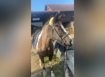 Pintos, Stute, 22 Jahre, 135 cm, Schecke