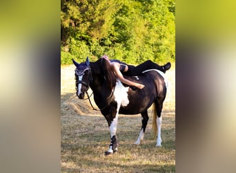 Pintos, Stute, 22 Jahre, 135 cm, Schecke