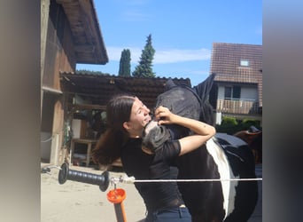 Pintos, Stute, 22 Jahre, 135 cm, Schecke