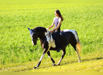 Pintos, Stute, 22 Jahre, 135 cm, Schecke