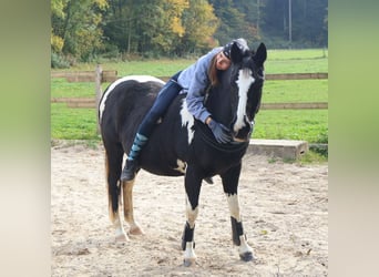 Pintos, Stute, 22 Jahre, 135 cm, Schecke