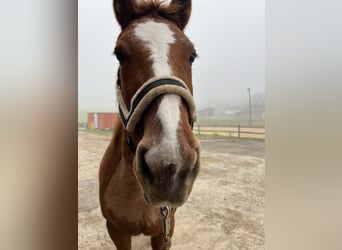 Pintos, Stute, 28 Jahre, 158 cm, Fuchs